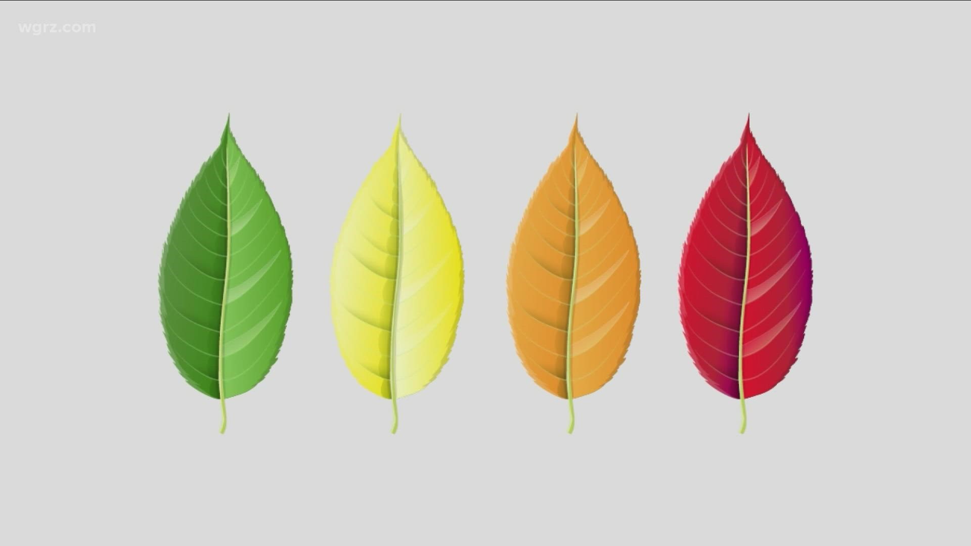 Leaves are beginning their seasonal color change, but how does that happen? Meteorologist Patrick Hammer explains.