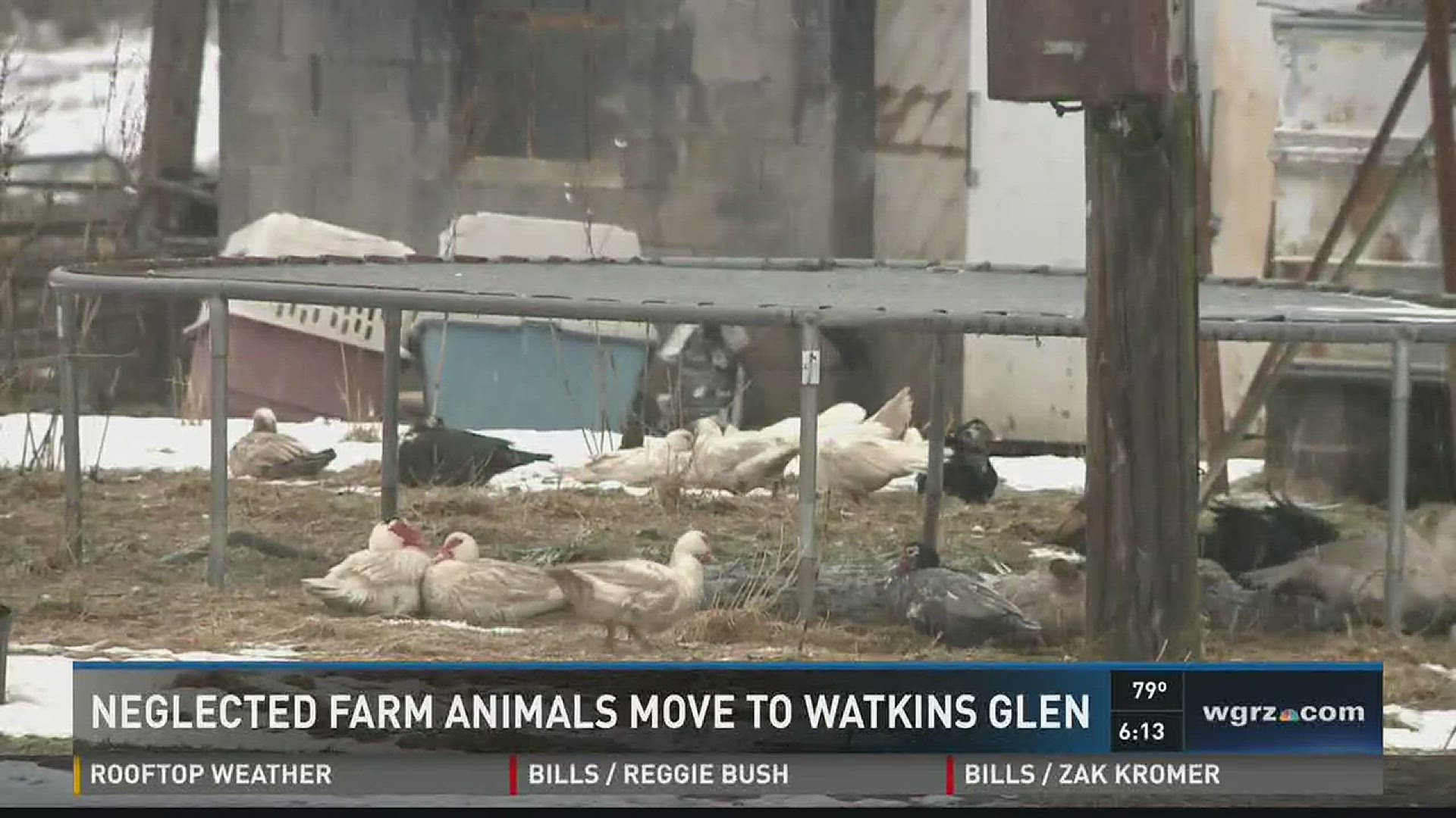 Neglected Farm Animals Move To Watkins Glen
