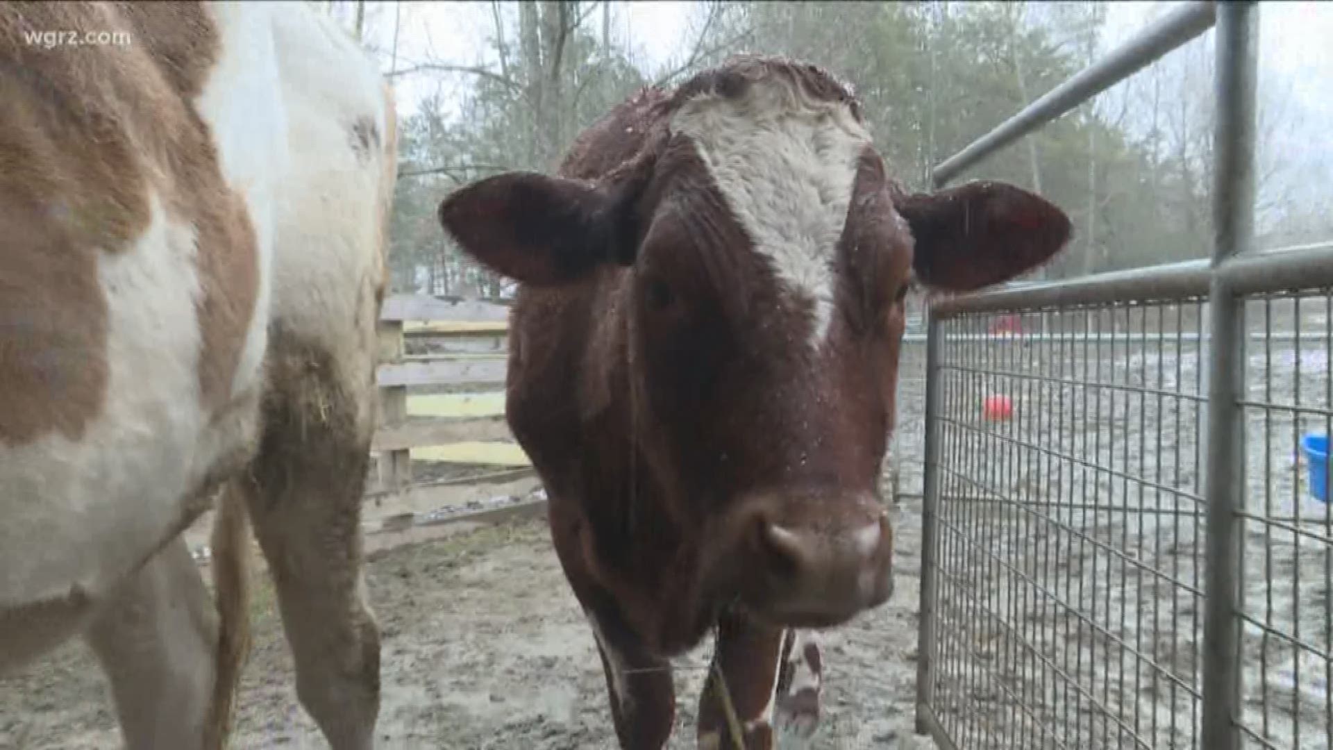 Tracy Murphy, founder of Asha's Farm Sanctuary in Newfane, rescues farm animals that would otherwise face an unpleasant fate.