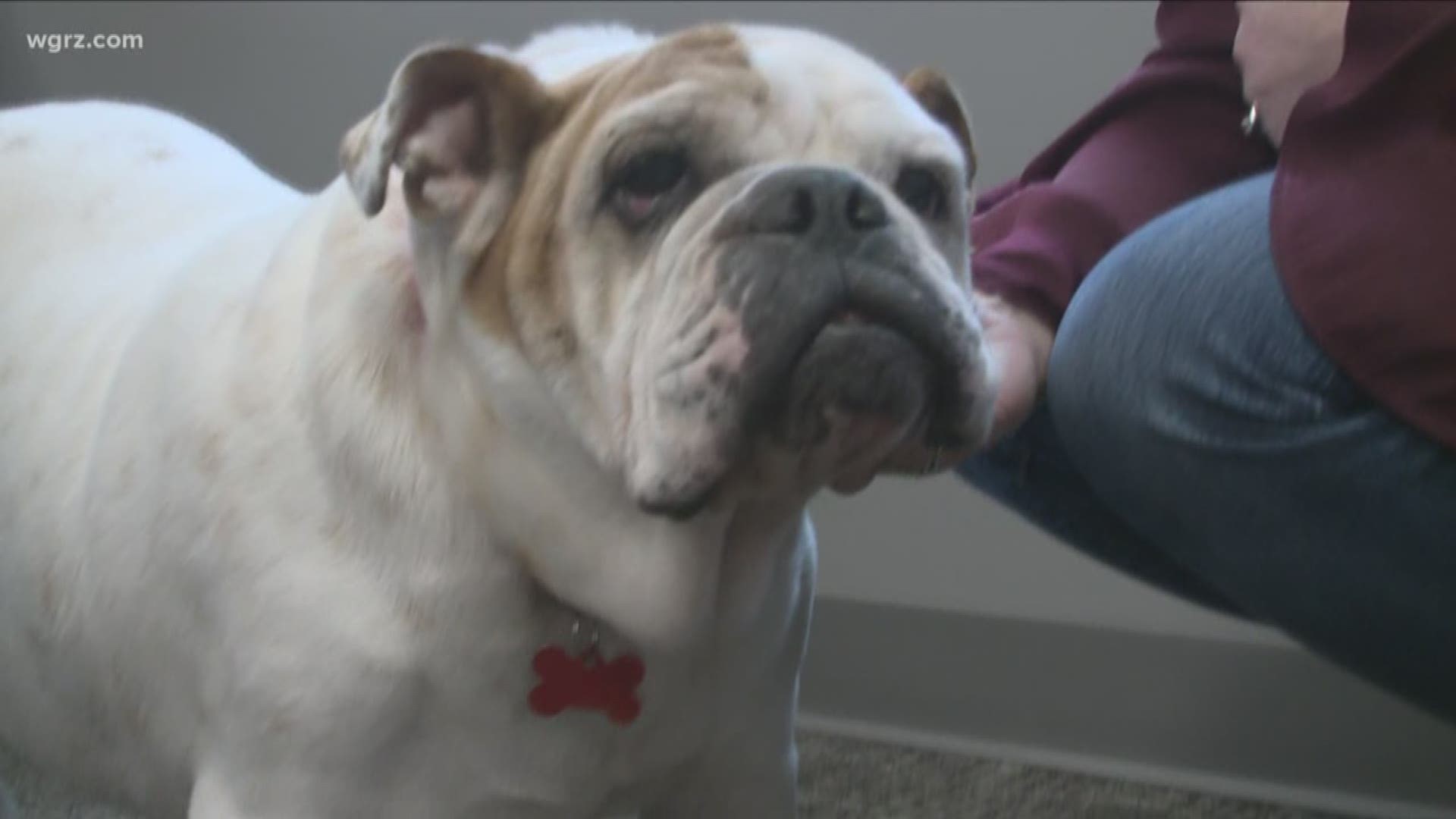 Hospice Says Lola The Bulldog Has Passed Away