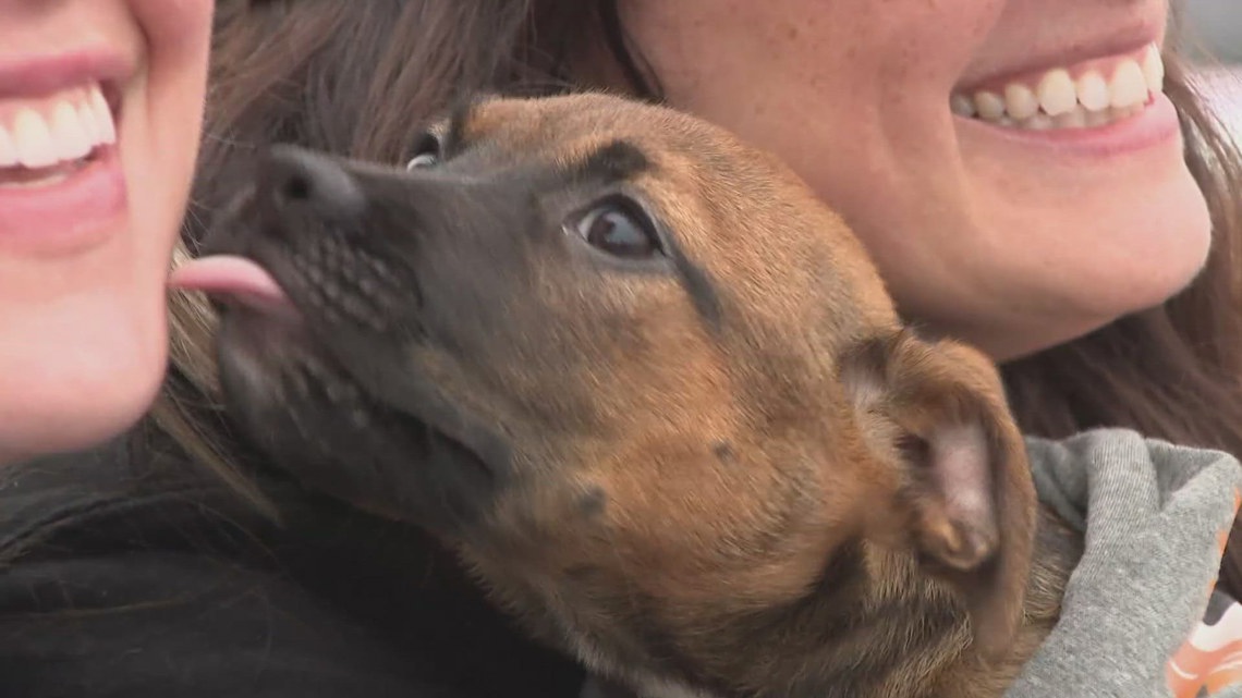Dozens of Rescue Dogs Arrive in Buffalo From Overcrowded Texas Shelters