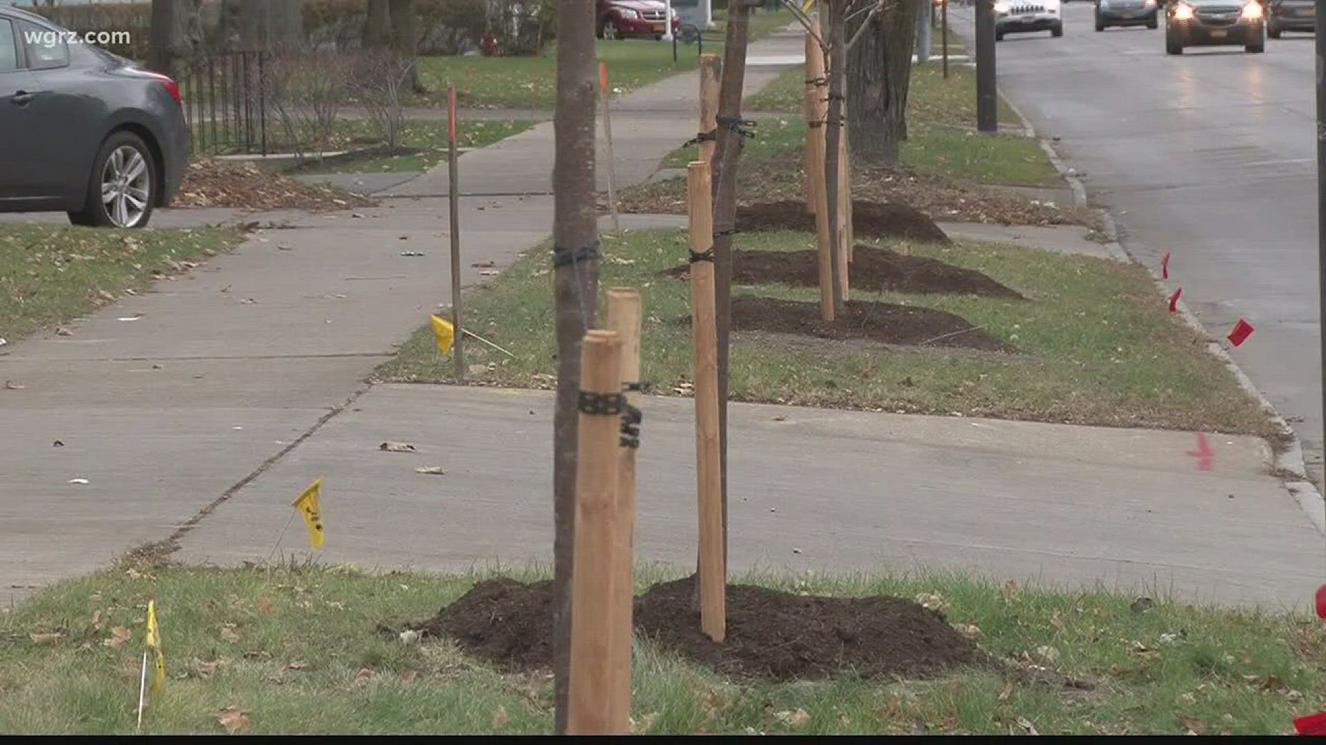 Dozens Of Dead Trees Removed Along Delaware Avenue