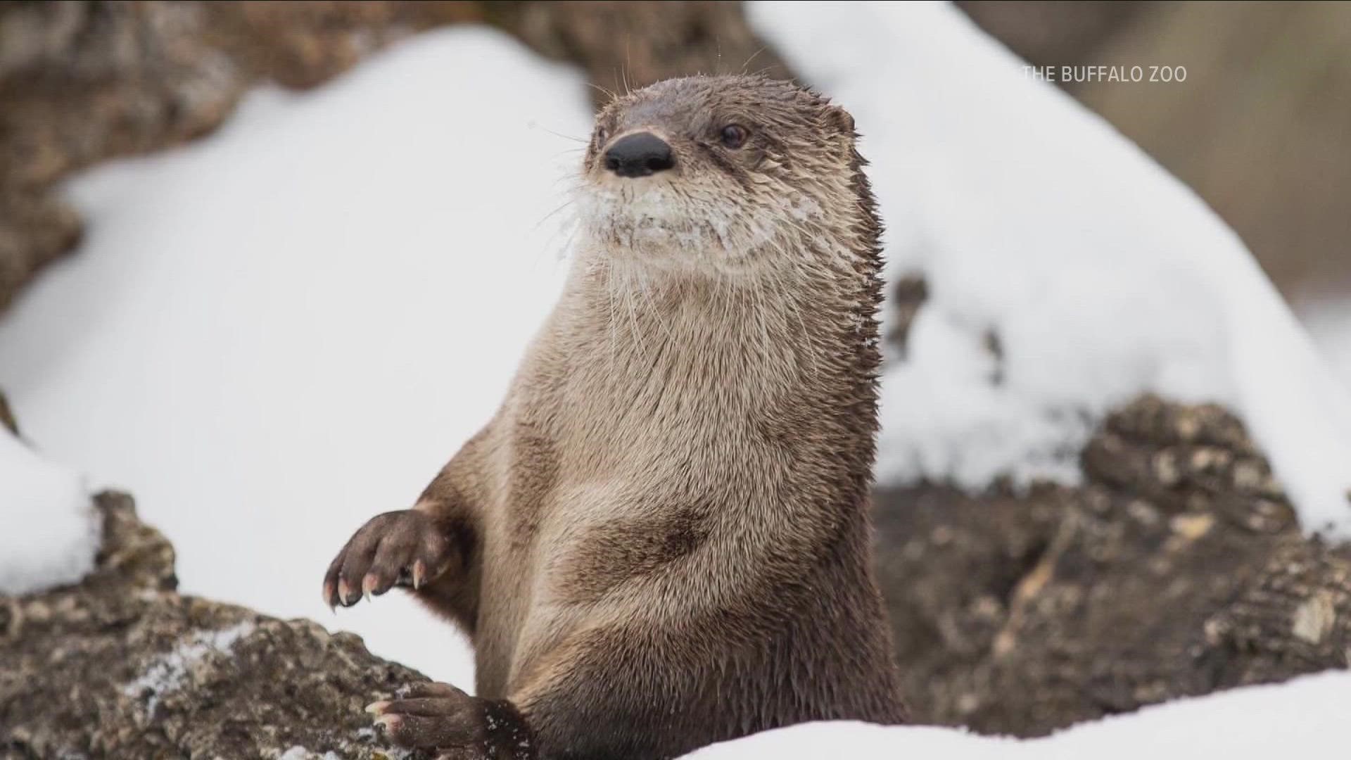 Daisy the Otter passes away at the Buffalo Zoo