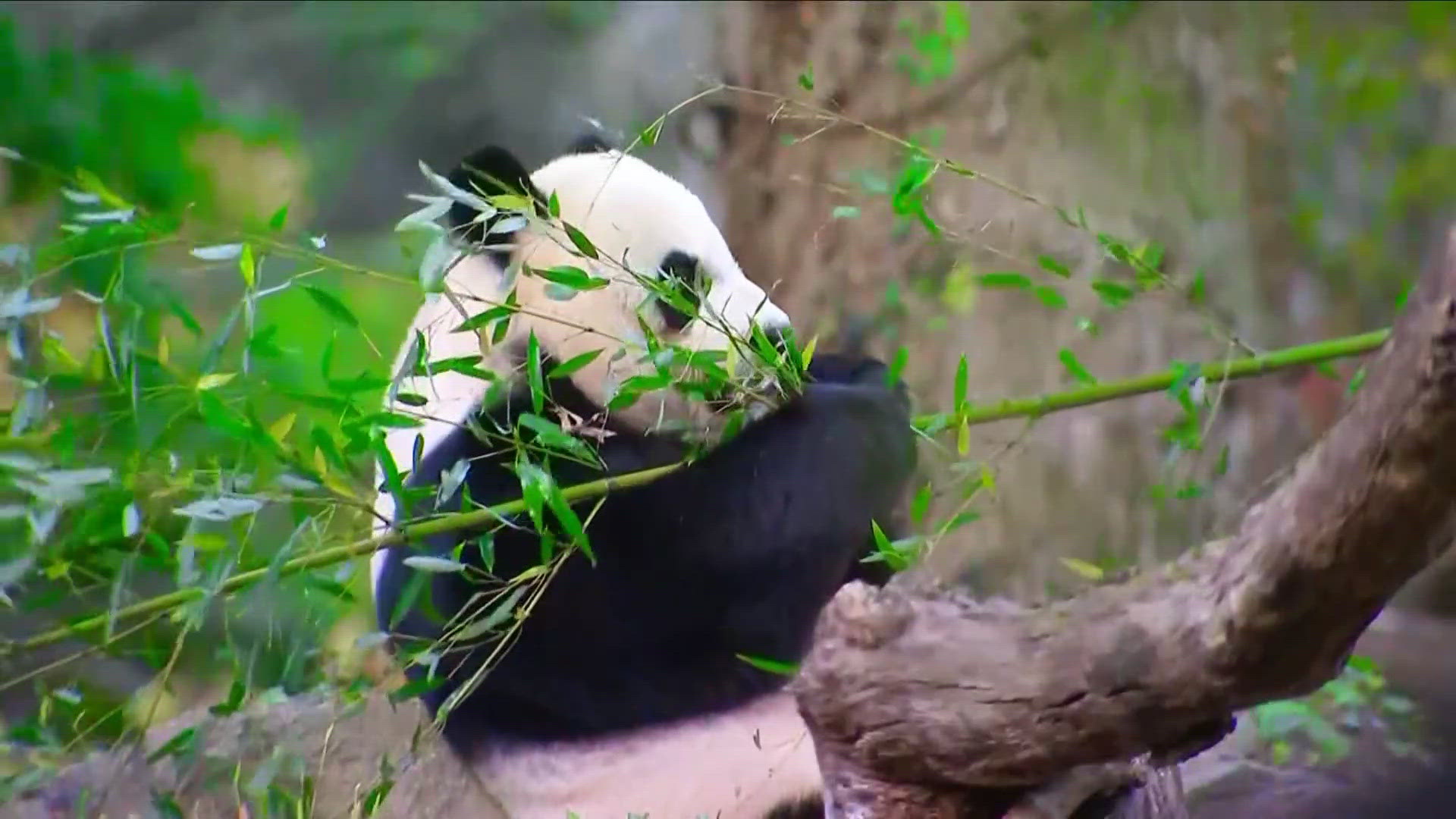 2 young pandas will be arriving at the National Zoo from China