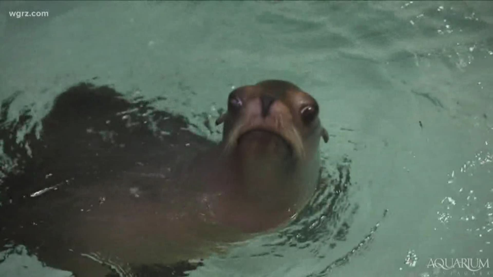 Sea Lion Returns To Aquarium Of Niagara