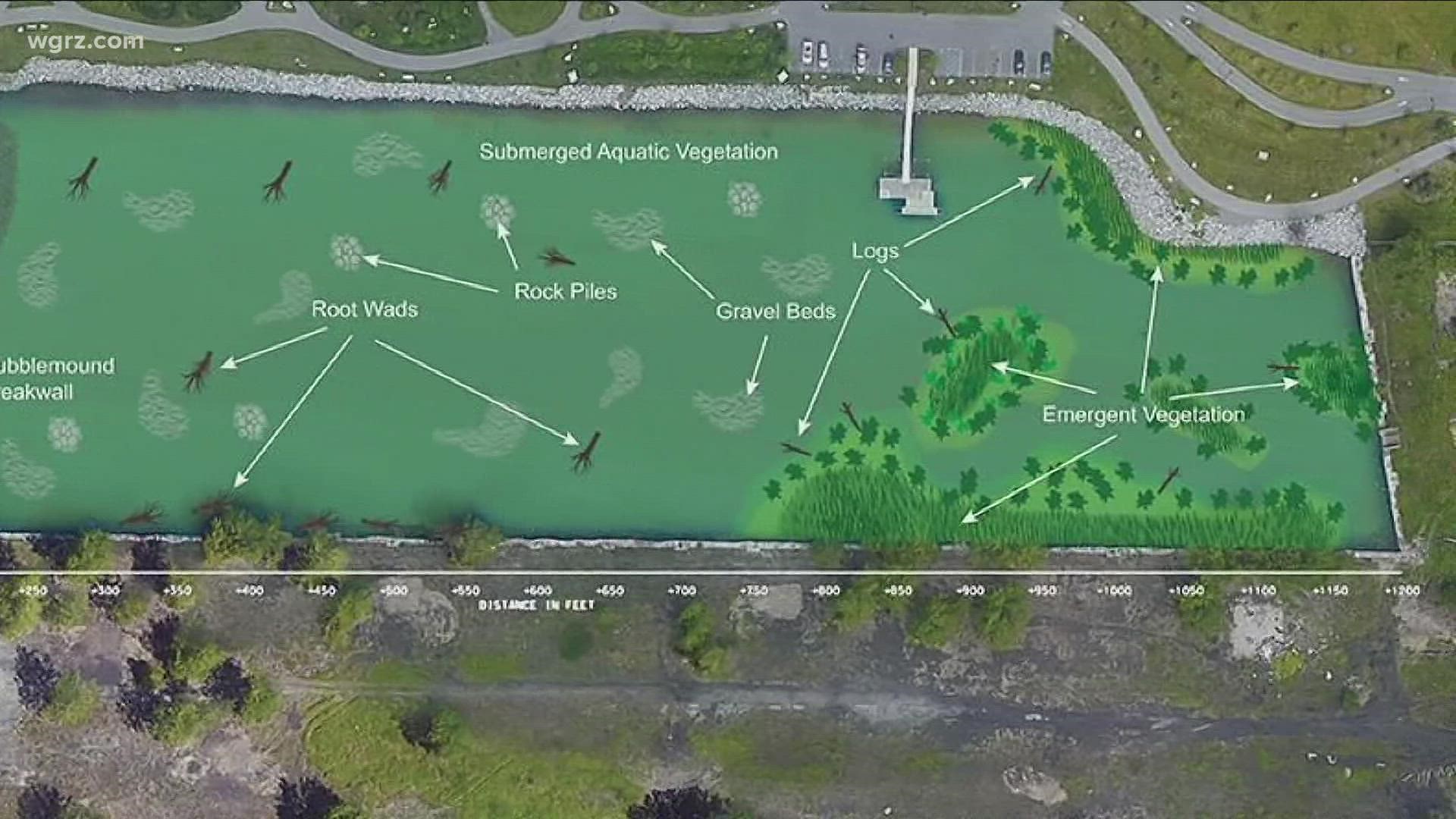 foretrækkes En sætning Vænne sig til Creating a wetlands wildlife habitat at Buffalo Outer Harbor | wgrz.com