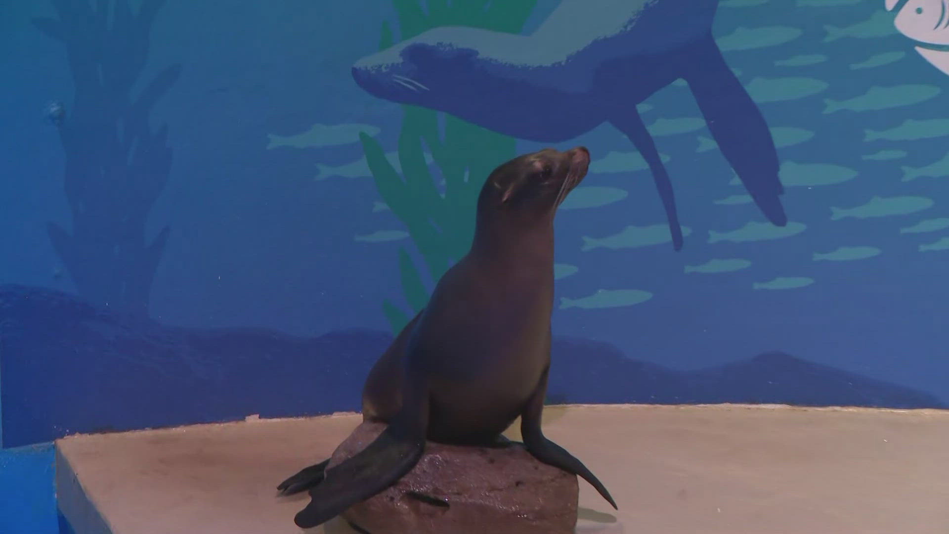 Kevin O'Neill' introduces us to a rescued sea lion from Aquarium of NIagara that went viral on social media.