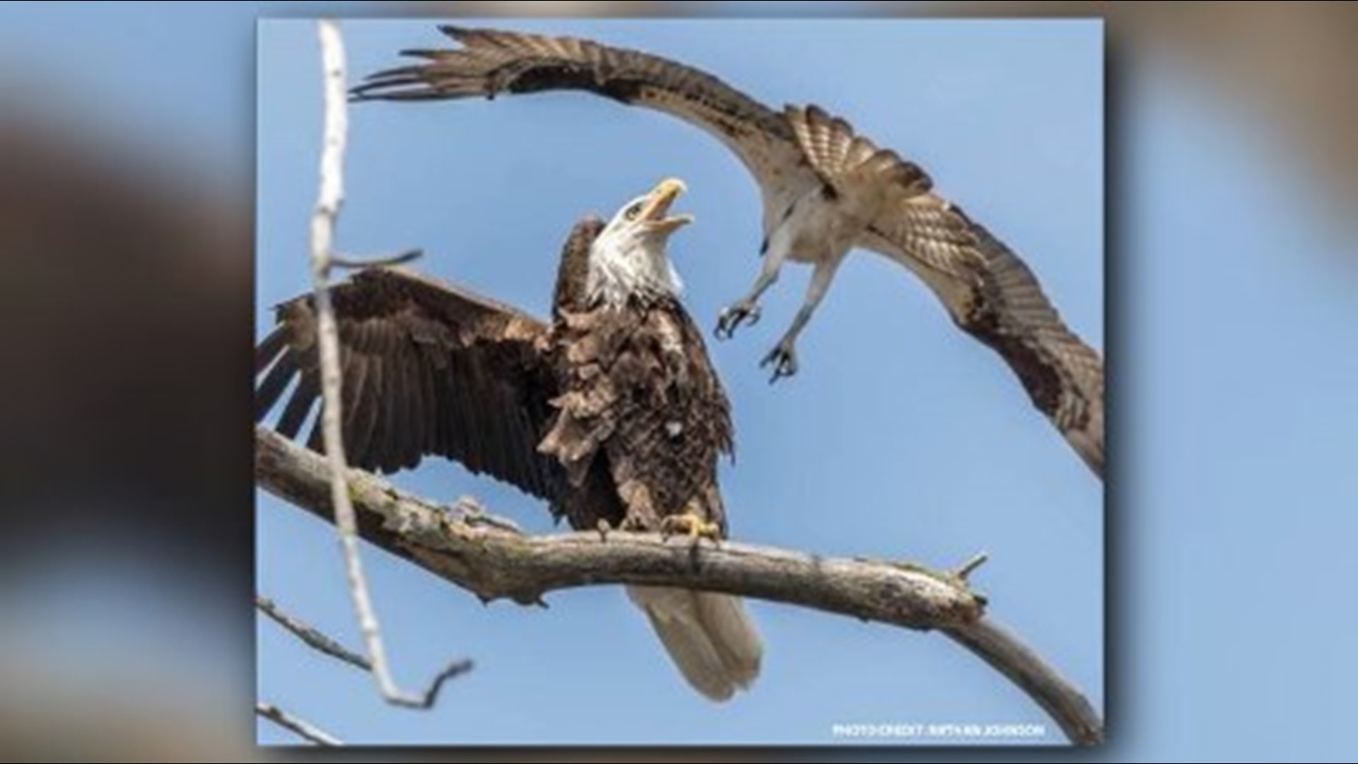 Rare Bald Eagle sighting at Tifft Nature Preserve