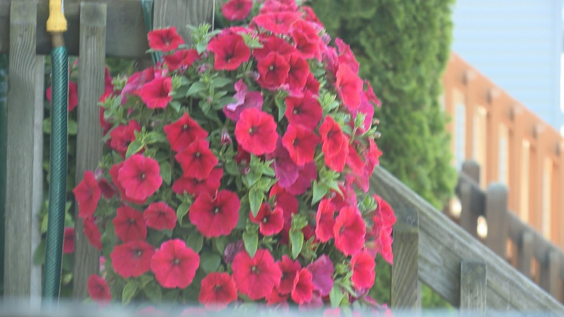 Thieves Target Hanging Baskets