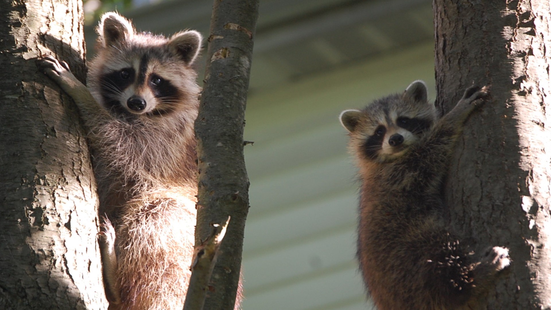 Report Raccoon Town of Lockport reports confirmed case of raccoon with rabies | wgrz.com