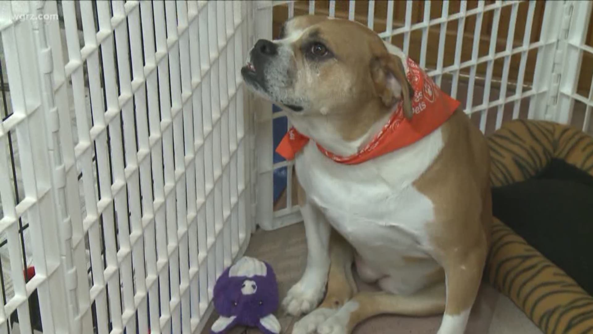 Event held to help adopt pets in need of a home.