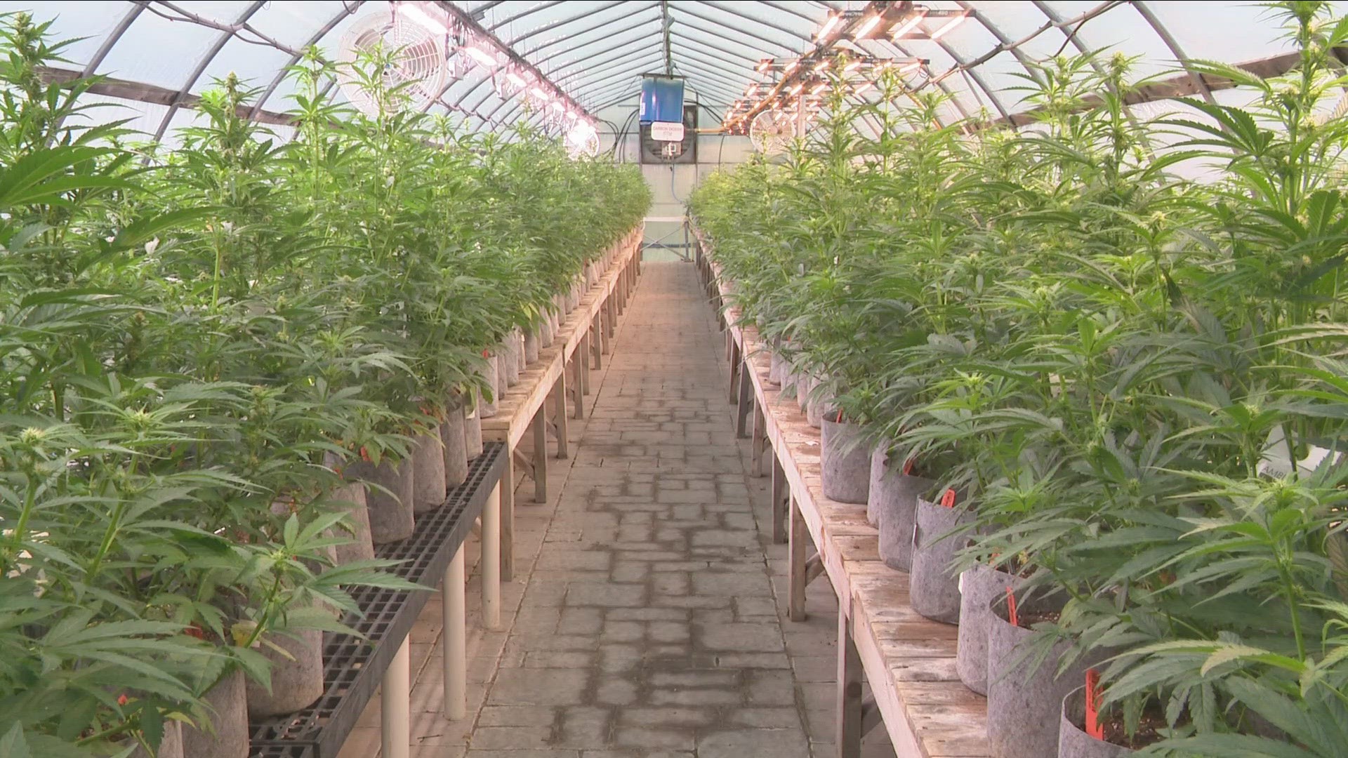 what-marijuana-rescheduling-could-mean-for-legality-wgrz