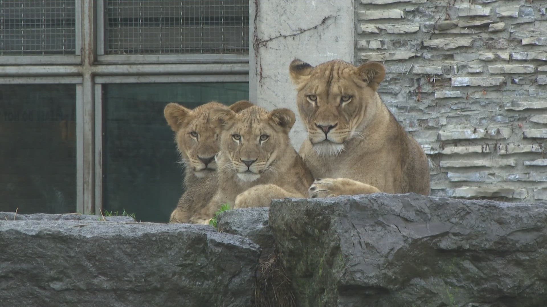 The Buffalo Zoo will be offering a new program giving guests cheaper admission.
