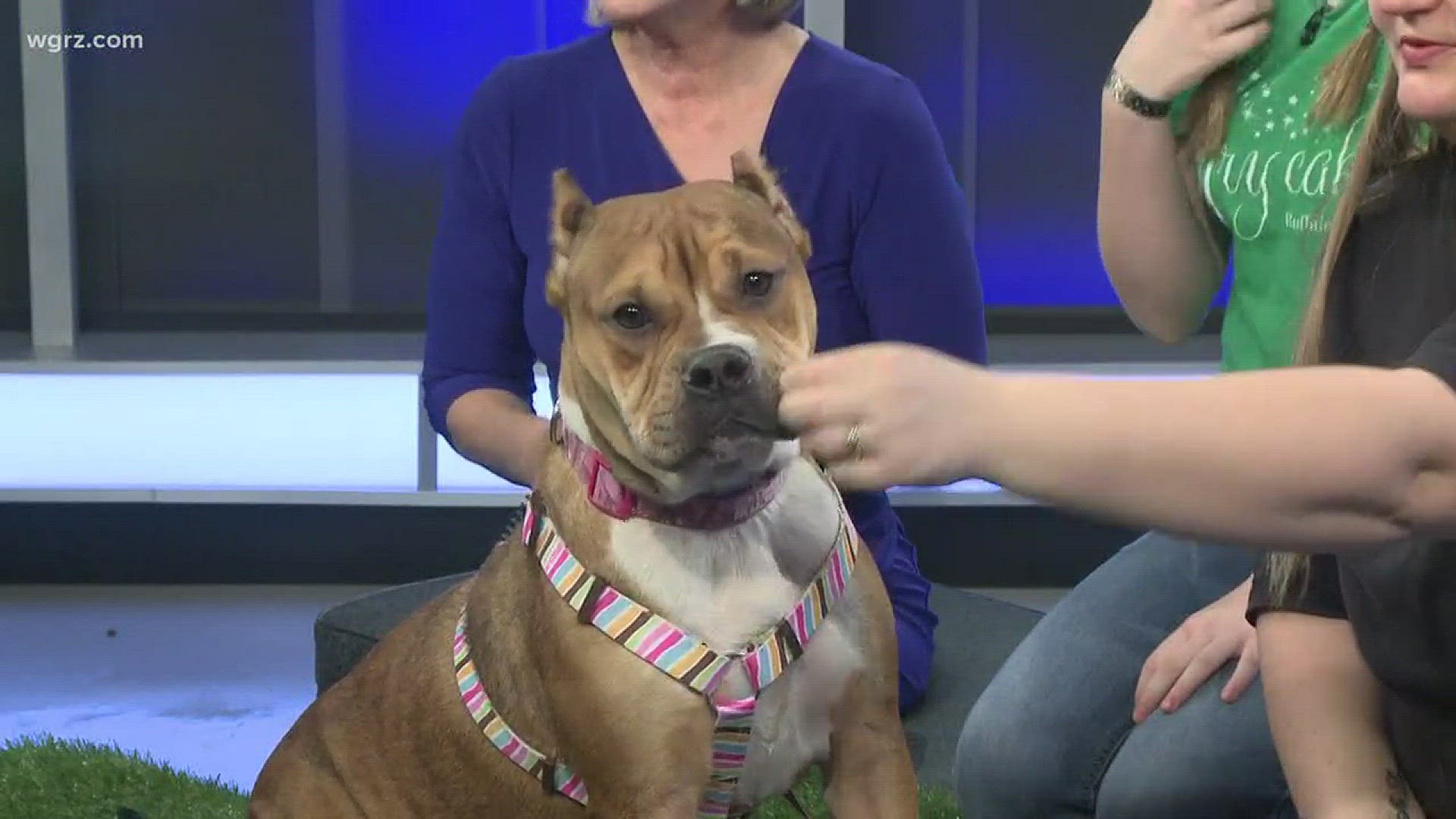 Foxy is looking for her forever home, so she stopped by Daybreak to show WNY what a foxy lady she really is!