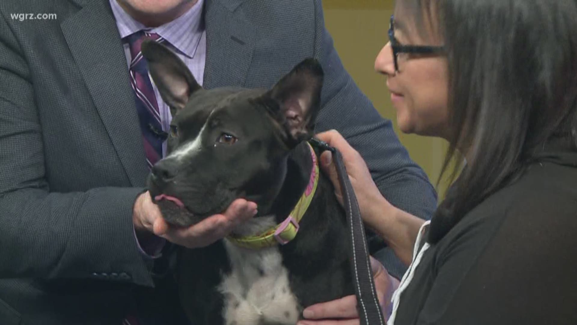 Dorothy is a sweet pup who's up for adoption from Buffalo Cares.