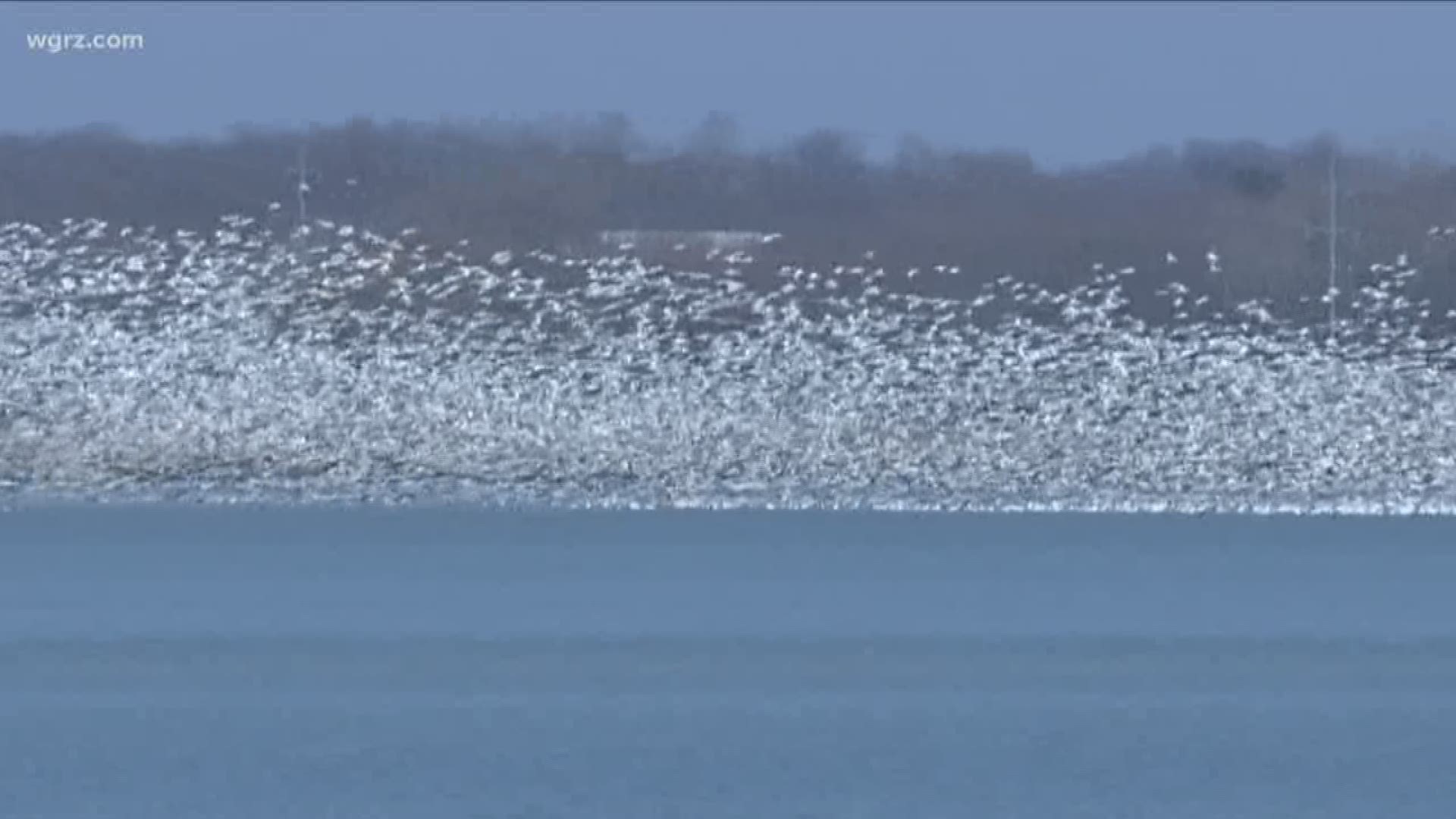 Millions of birds migrate through the wetlands each spring.