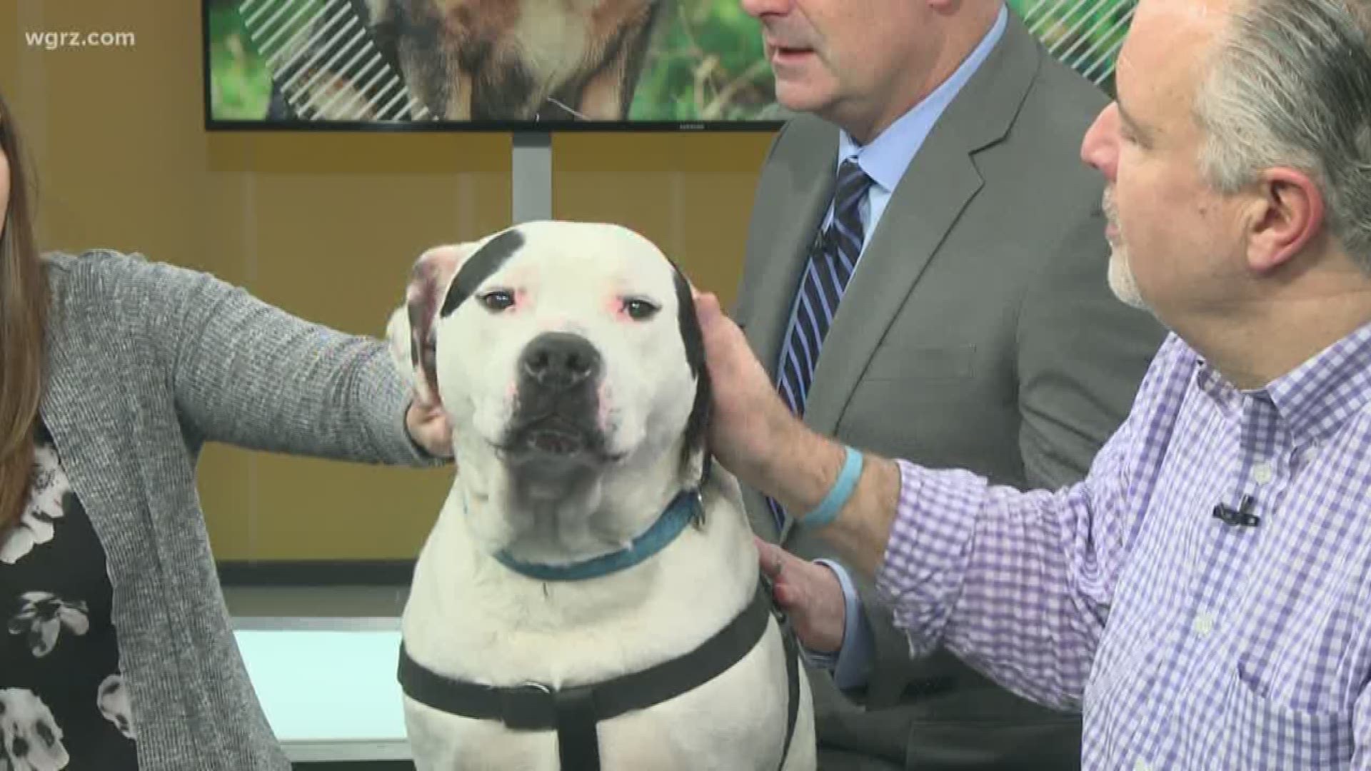 Poe is a 5-year-old American Bulldog Mix with the Niagara County SPCA. He is a perfect family dog. He is very friendly, loves kids and loves to go on walks.