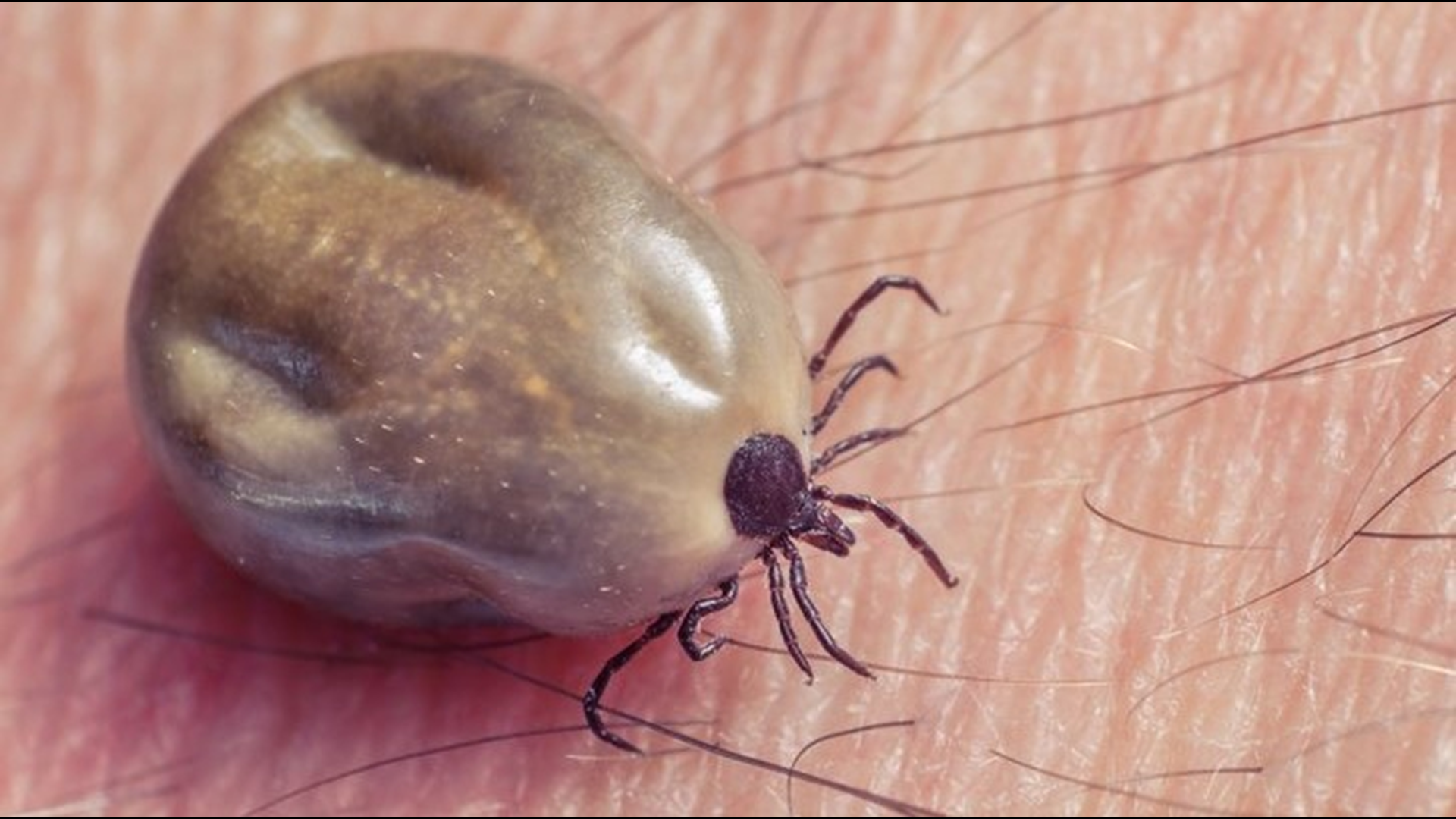 A new, dangerous tick found in New York | wgrz.com