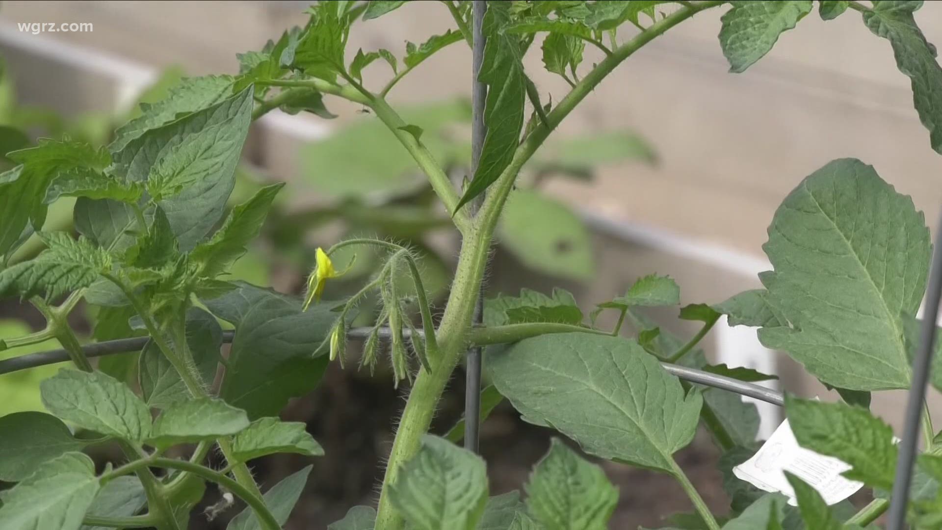 Should you prune your tomato plants? Gardening expert Jackie Albarella explains whether or not it's necessary on this week's 2 the Garden.