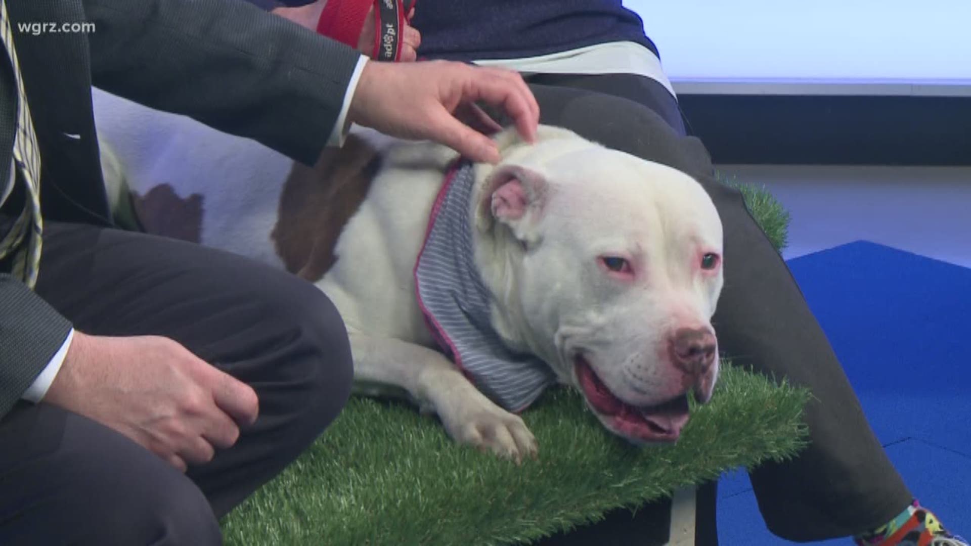 Scooter is about 2 years old, and he's up for adoption from the Buffalo Animal Shelter.