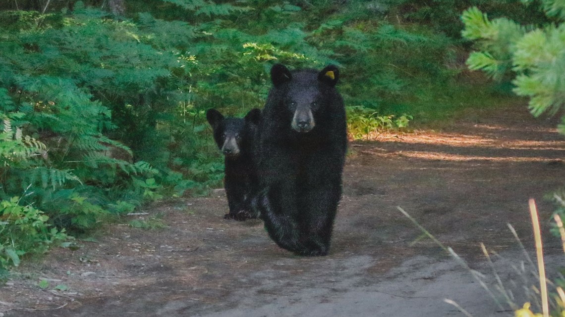 Black bears sightings in New York becomes more common in fall | wgrz.com