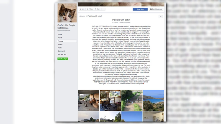 Job Made In Cat Heaven: Cat Sanctuary On Greek Island Is Hiring