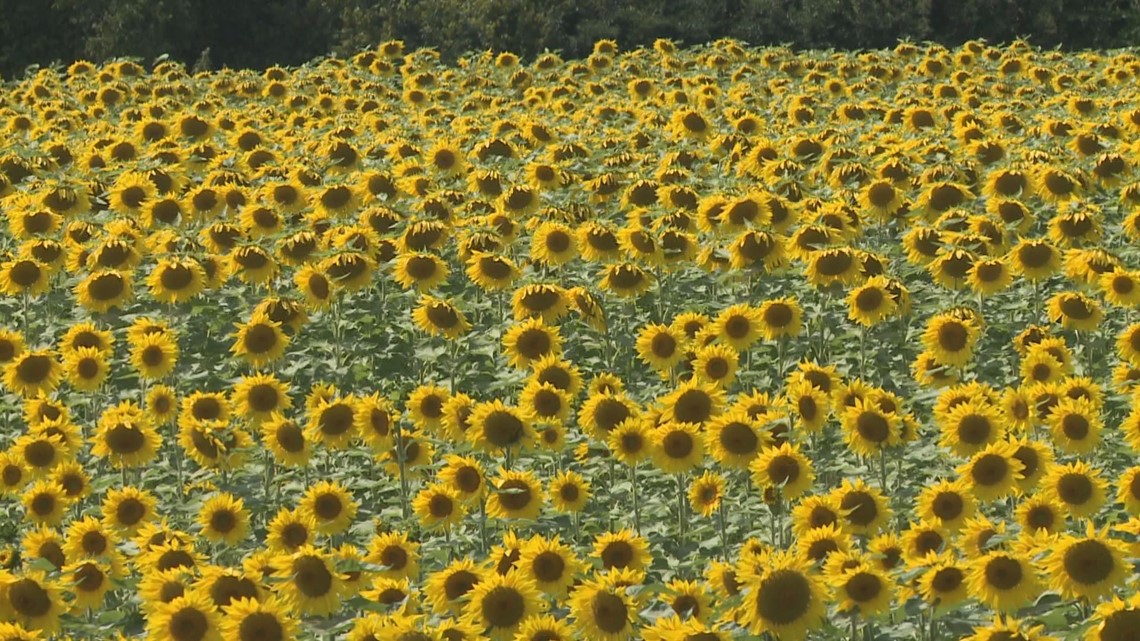 Sunflowers of Sanborn to open Saturday | wgrz.com