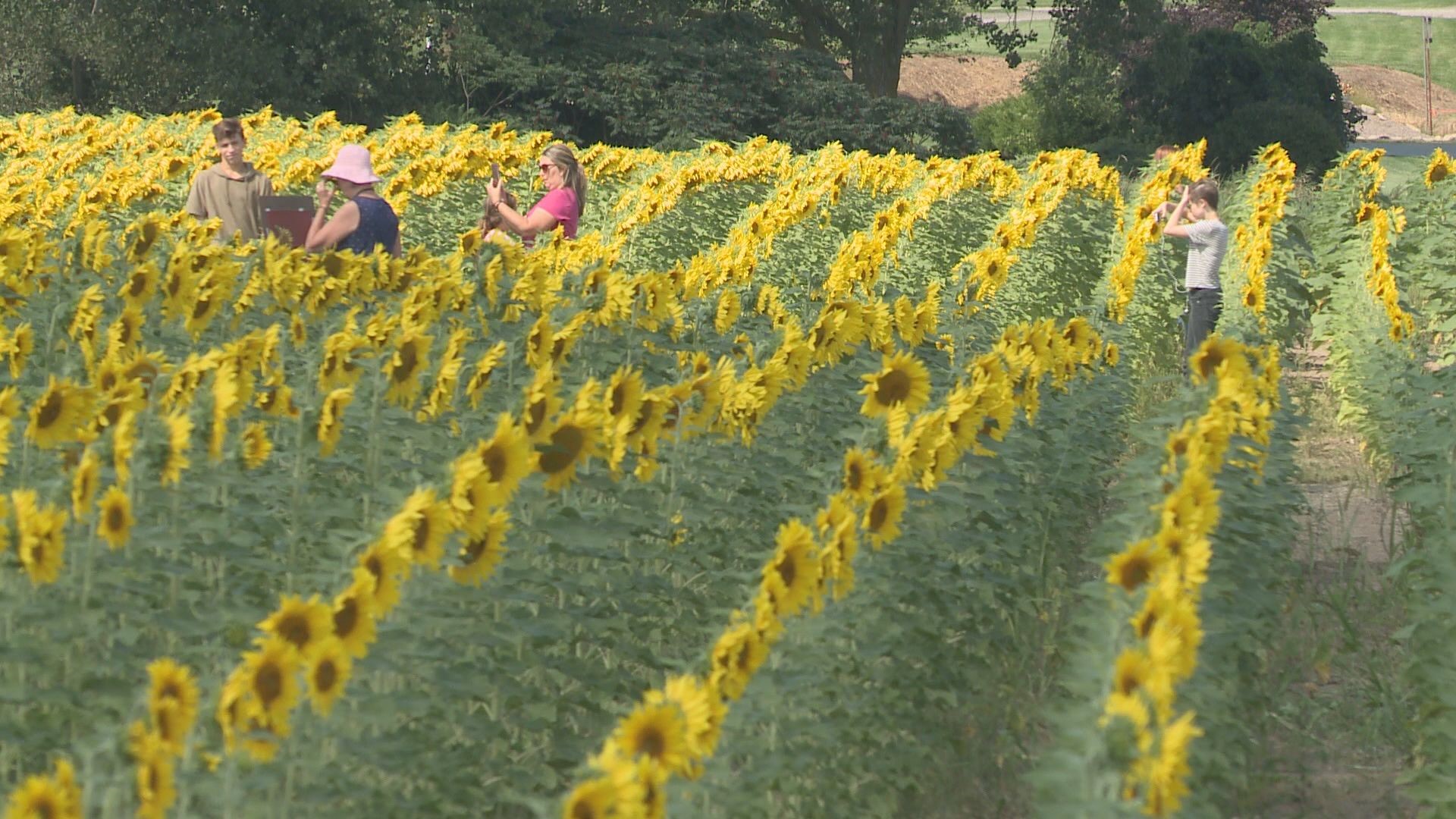 Sunflowers of Sanborn to open Saturday