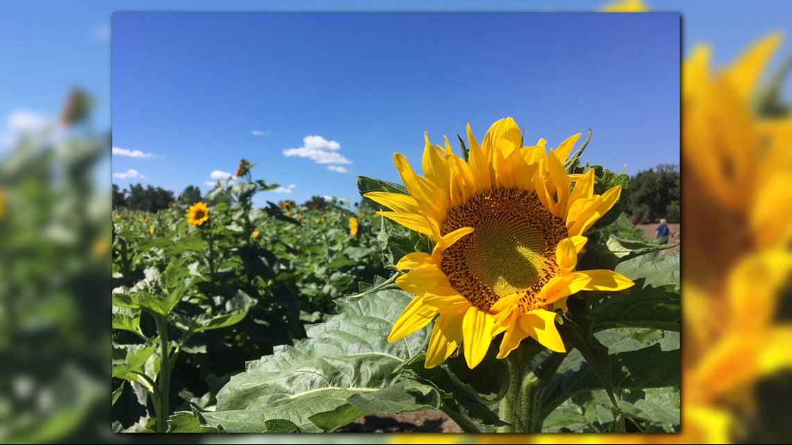 GALLERY Sunflowers of Sanborn