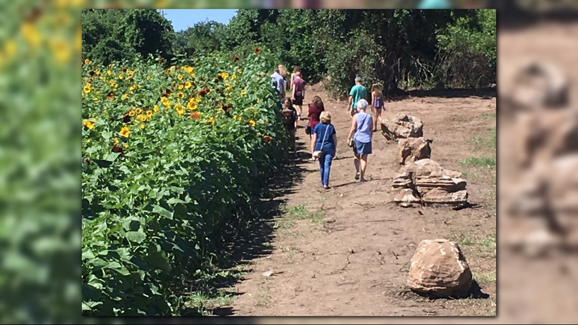 GALLERY Sunflowers of Sanborn