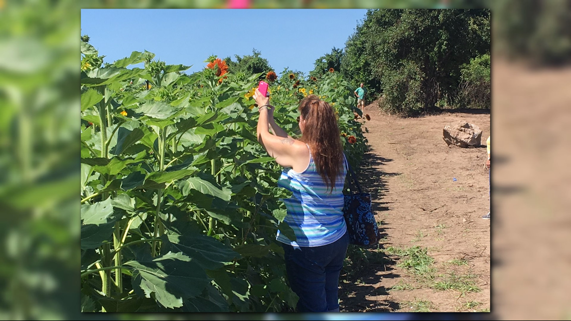 GALLERY Sunflowers of Sanborn