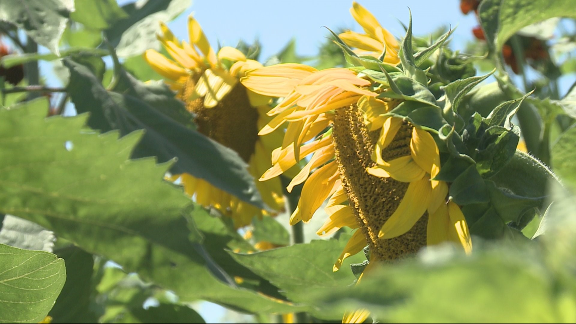 GALLERY Sunflowers of Sanborn
