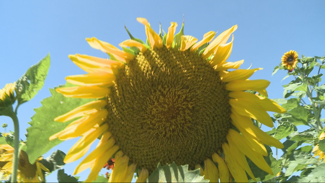 GALLERY Sunflowers of Sanborn