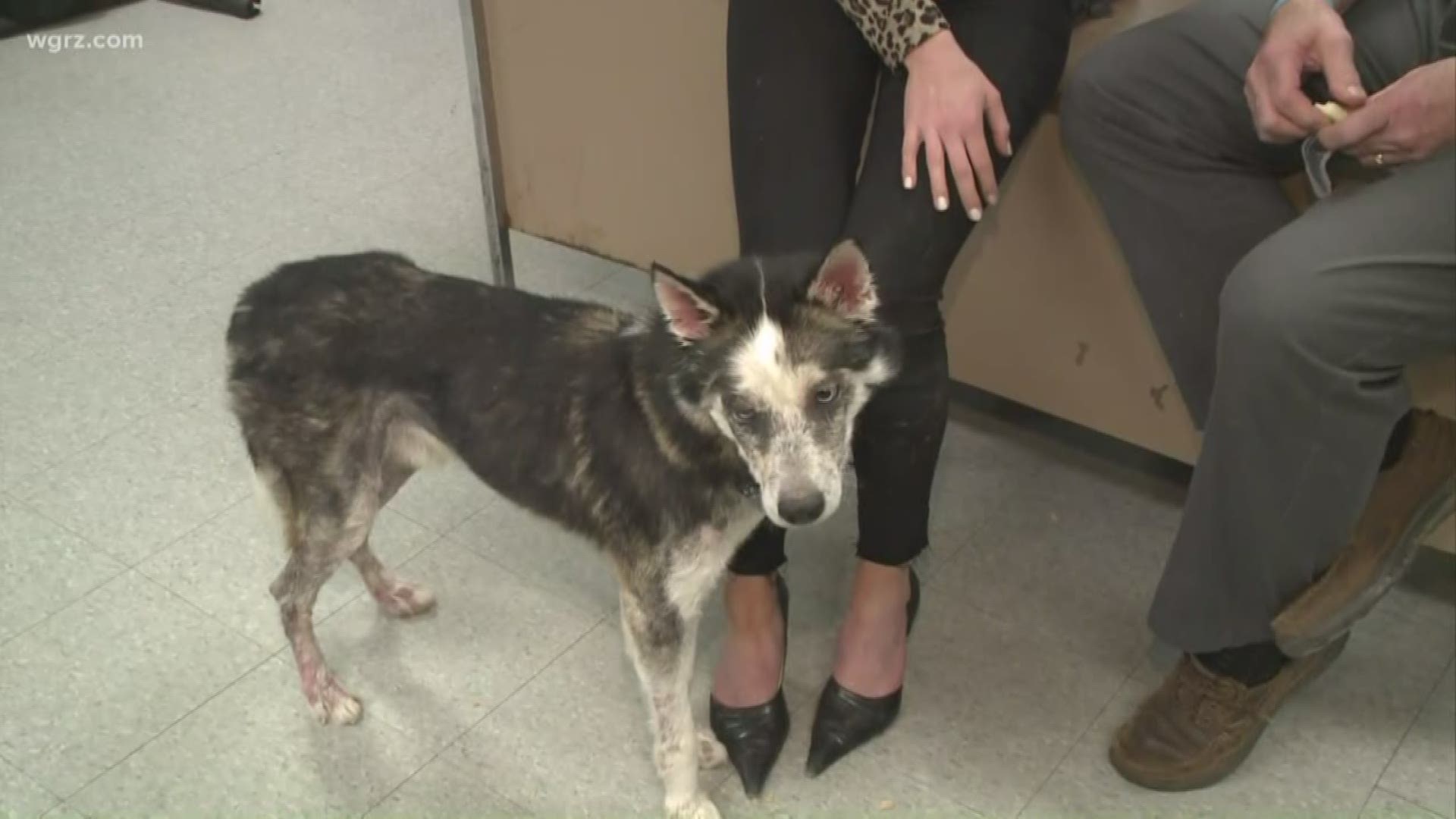 A good Samaritan in Niagara Falls brought the dog to the facility on February 6