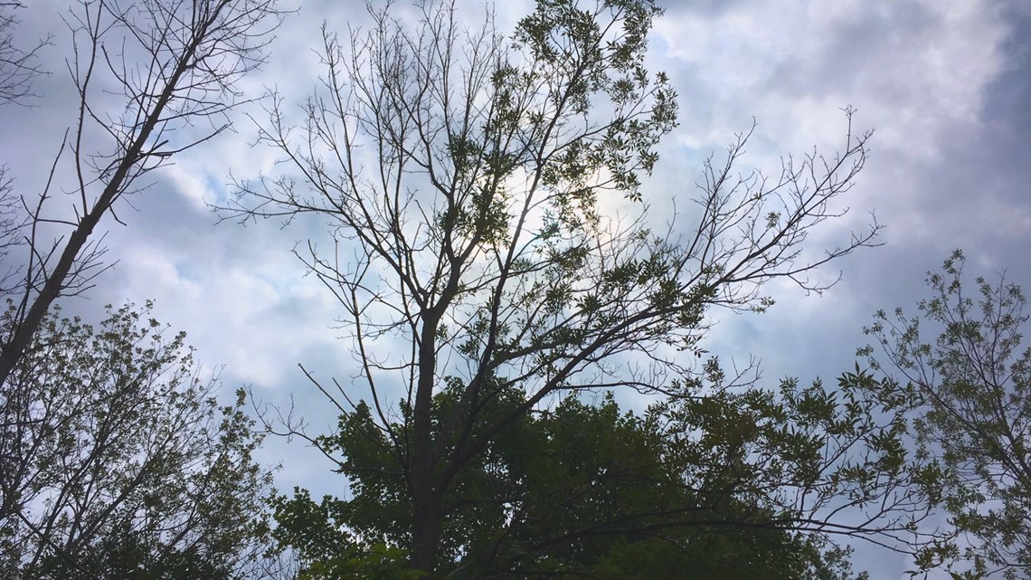 Ash trees in ny state