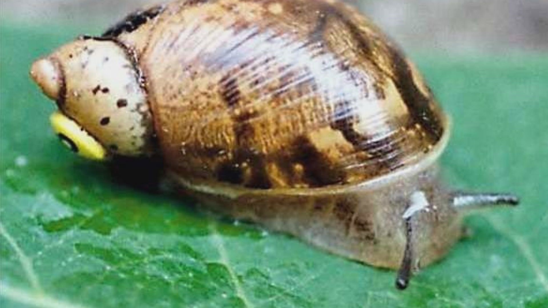 Life at a Snail's Pace The Ovate Amber Snail of Chittenango Falls