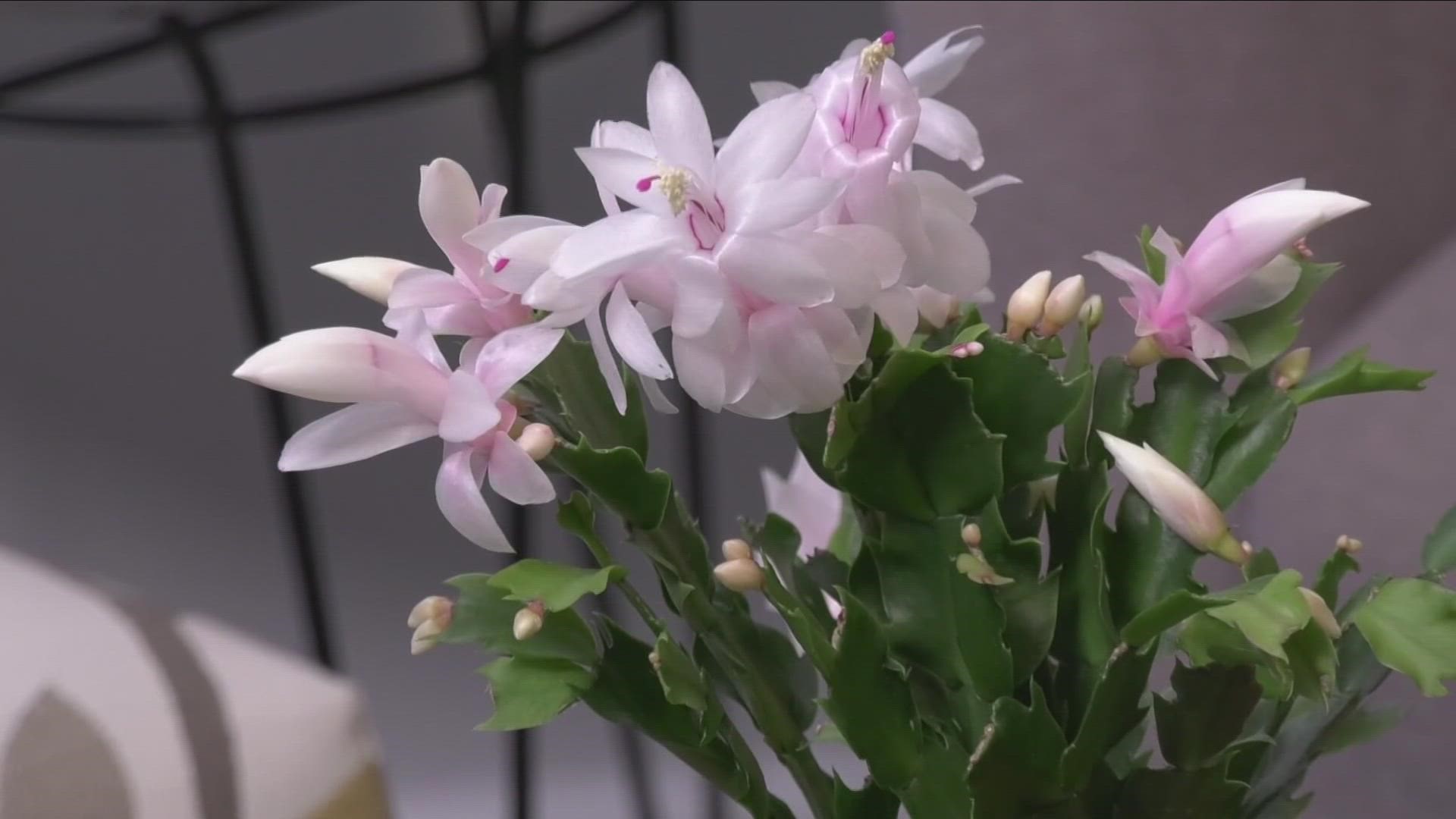 How to tell if your cactus is really a Christmas Cactus.
