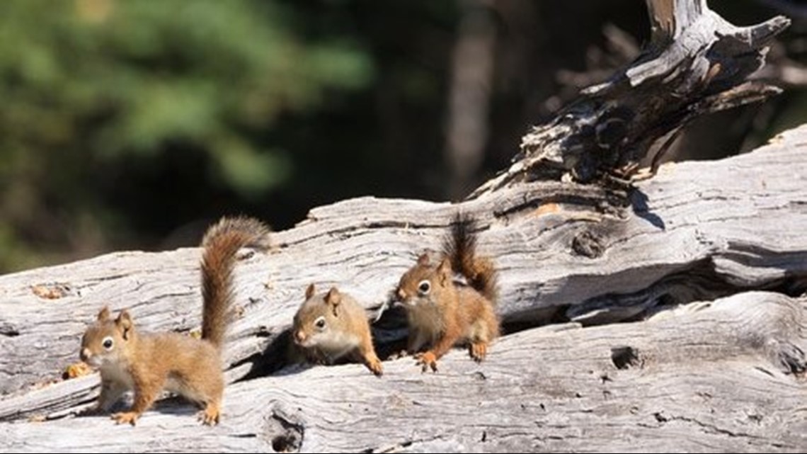 Nc Wildlife Leave The Squirrels Alone Animals Know How To Adapt After Florence Wgrz Com