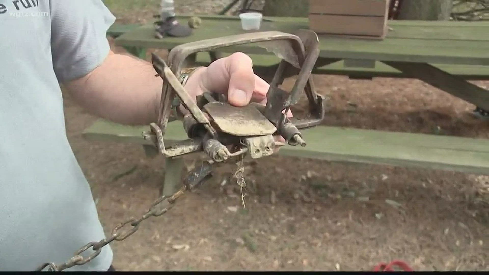 Getting Answers: Dogs Caught In Traps In Park