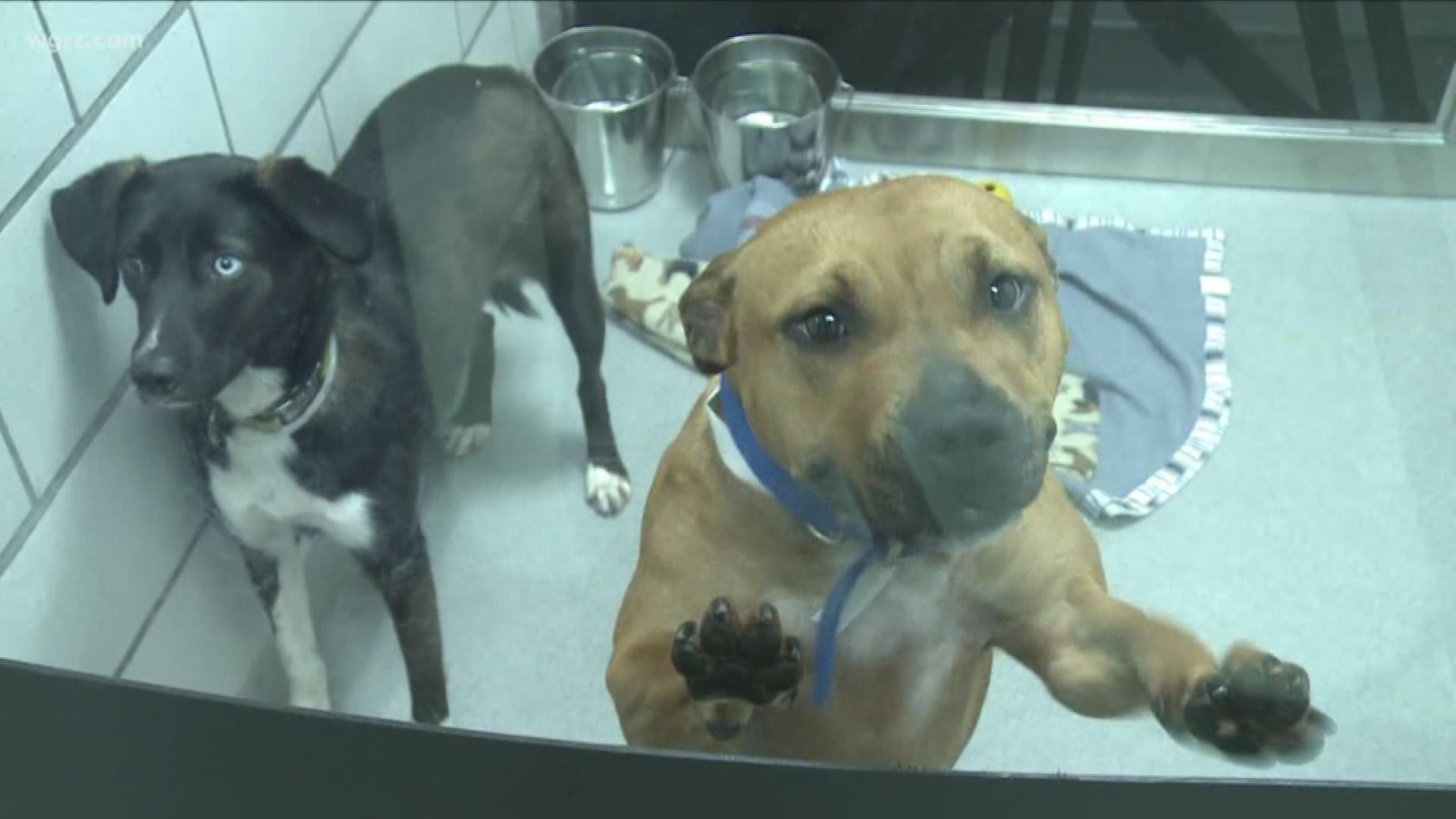 Adoption fees waived or reduced for some animals at SPCA as part of their Vets & Pets program