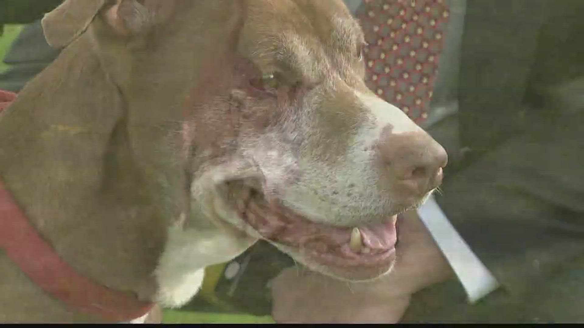 John Beard introduces us to a pitbull looking to find his forever home.