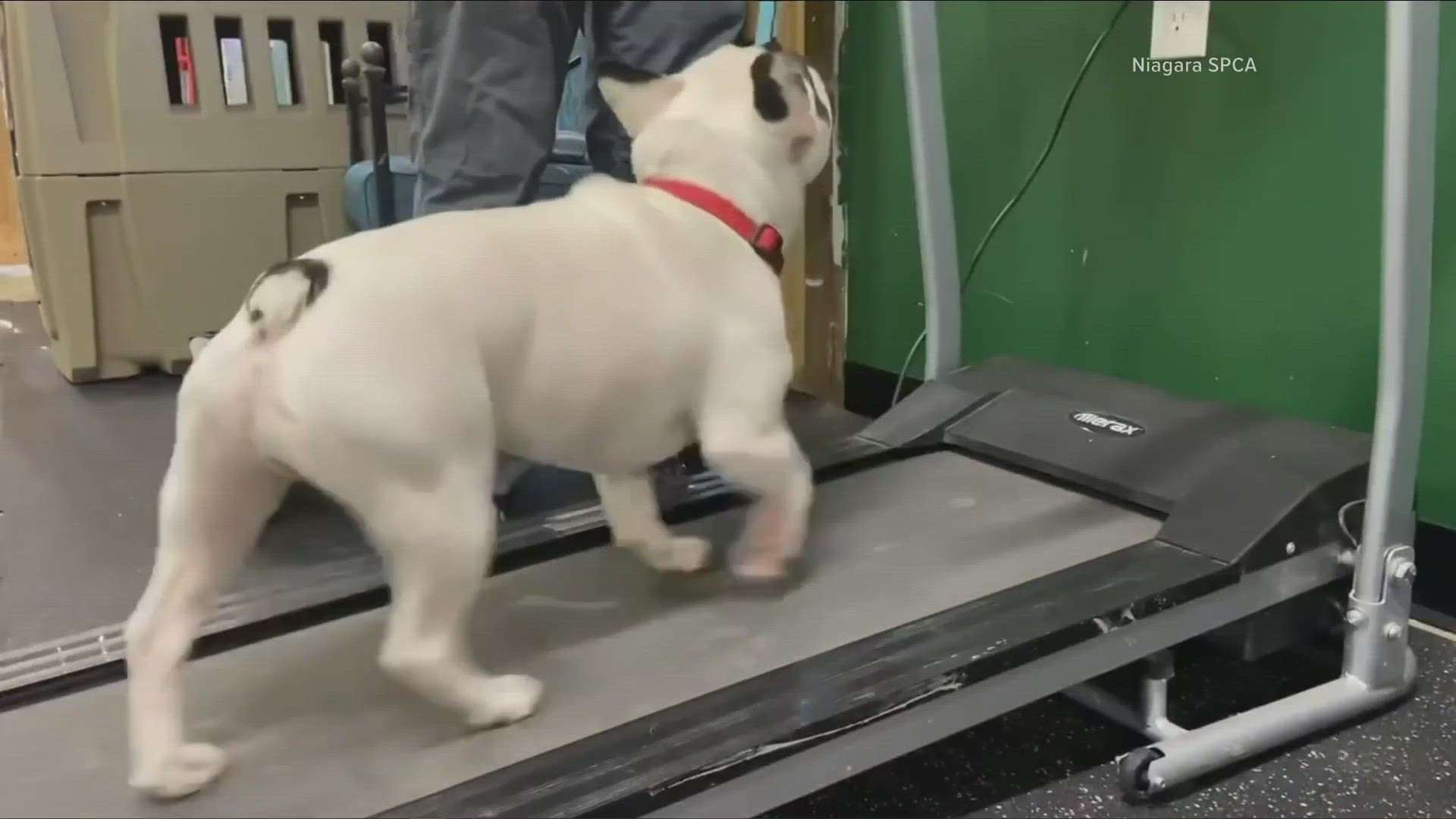 Ralphie the jerk is approaching his last week of training