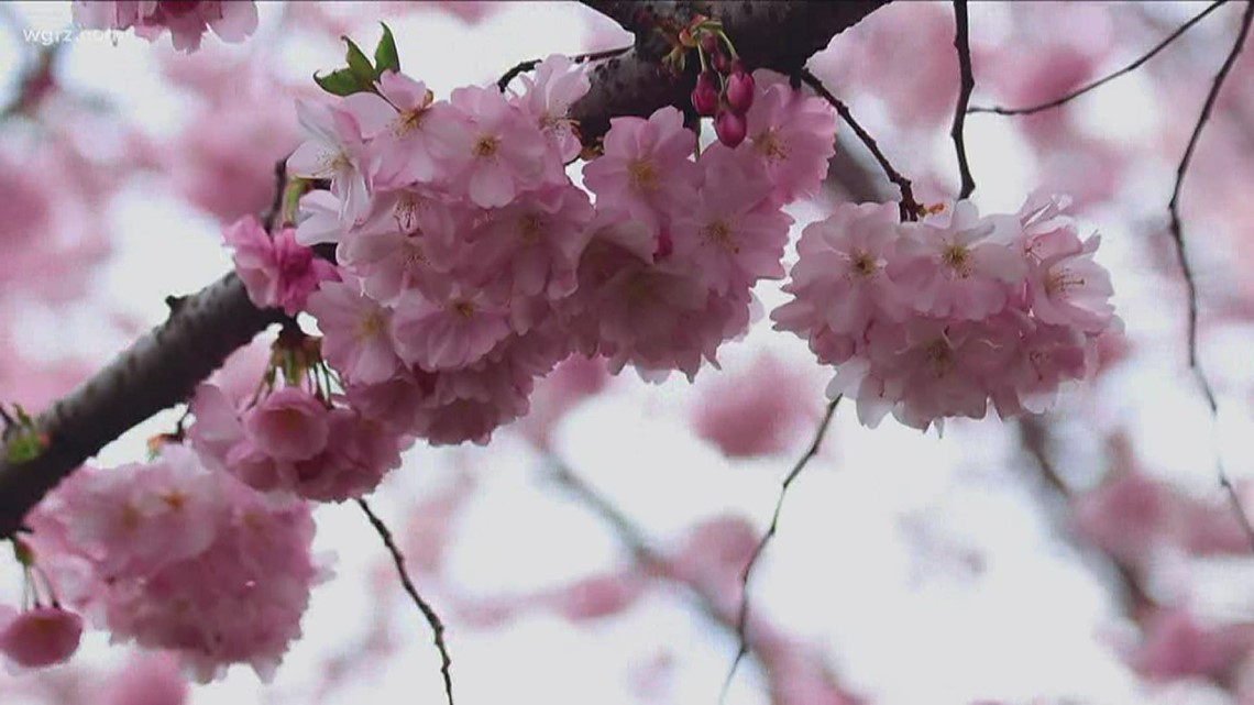 mave Slip sko Komprimere 2021 Buffalo Cherry Blossom Festival reimagined | wgrz.com