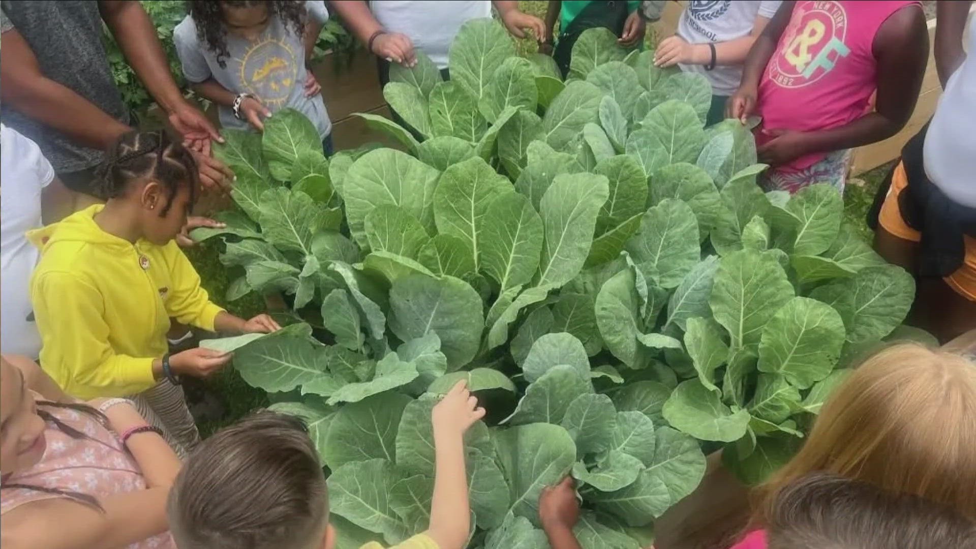 Buffalo community garden fight food desert in East Buffalo