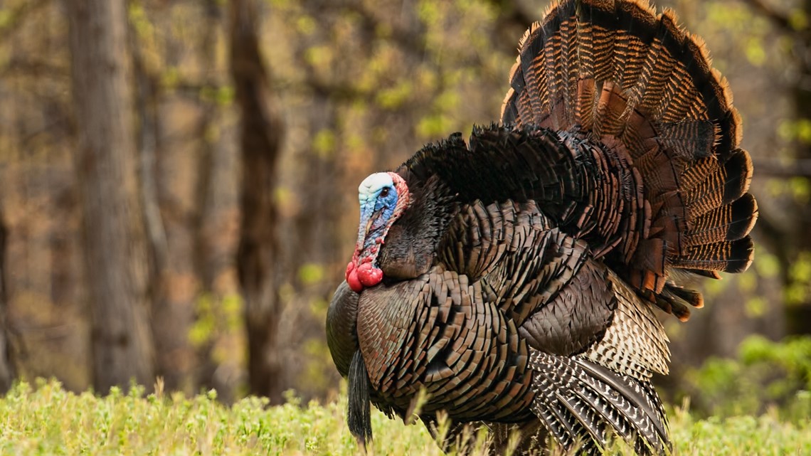 New York's spring turkey hunting season is opening