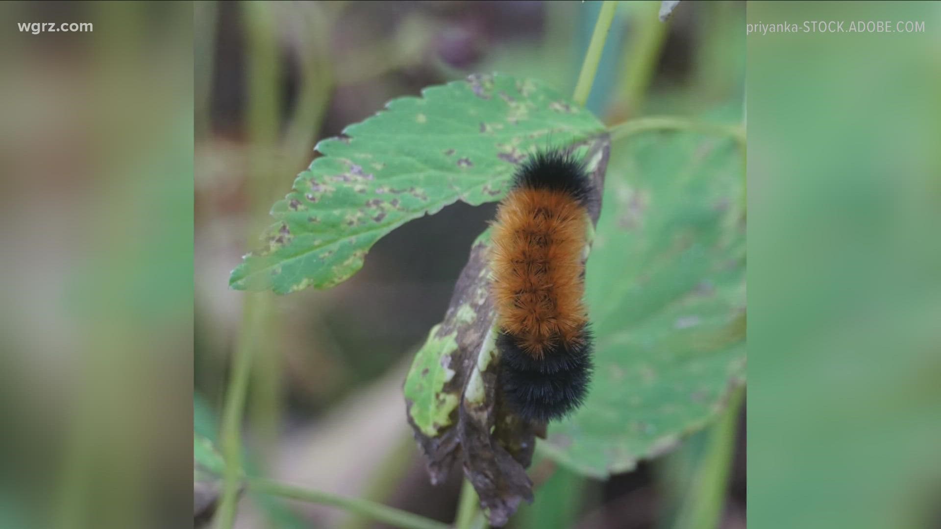 Woolly Worms predict fall/winter temps