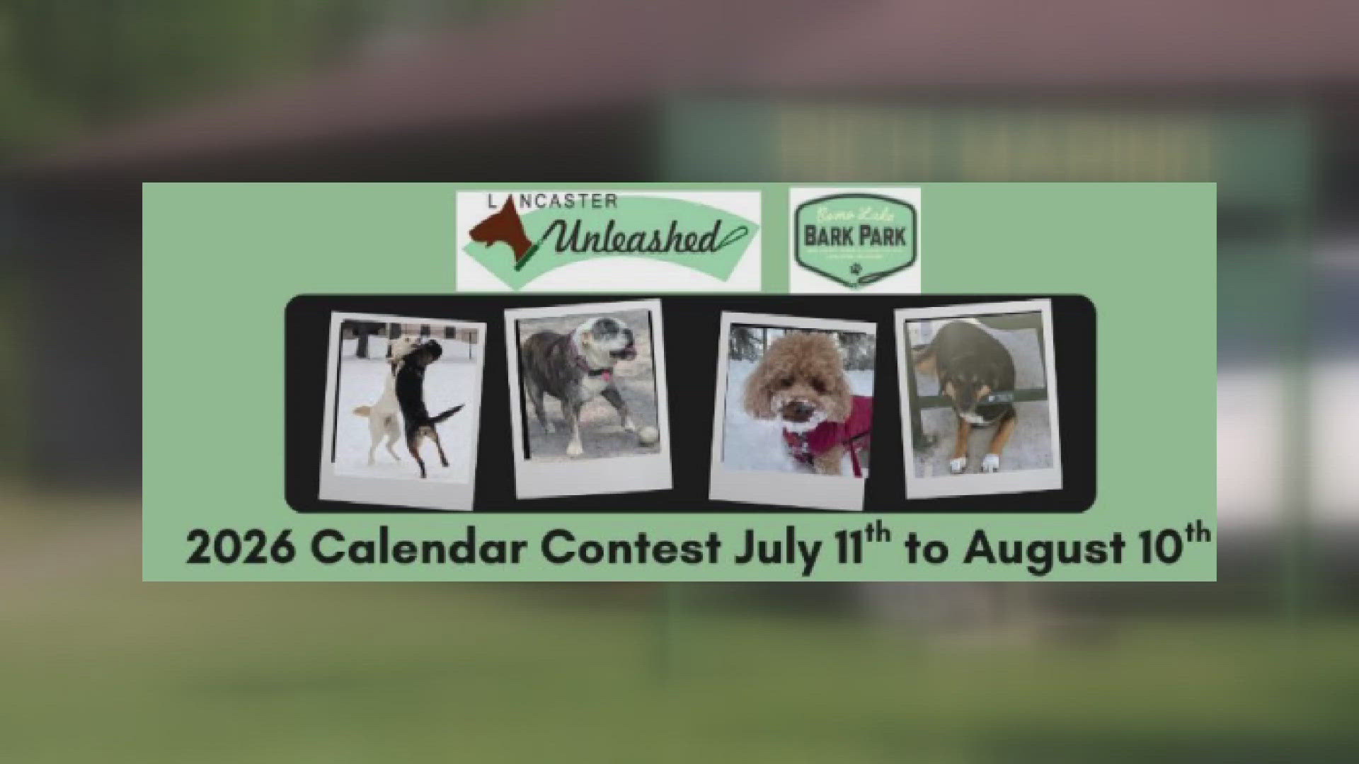 13 dogs will be selected to appear on the calendar. 