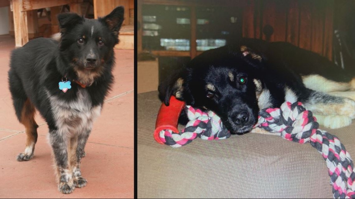 Australian Shepherd brothers reunite after eight years at Williamsville florist shop - Vimarsana News