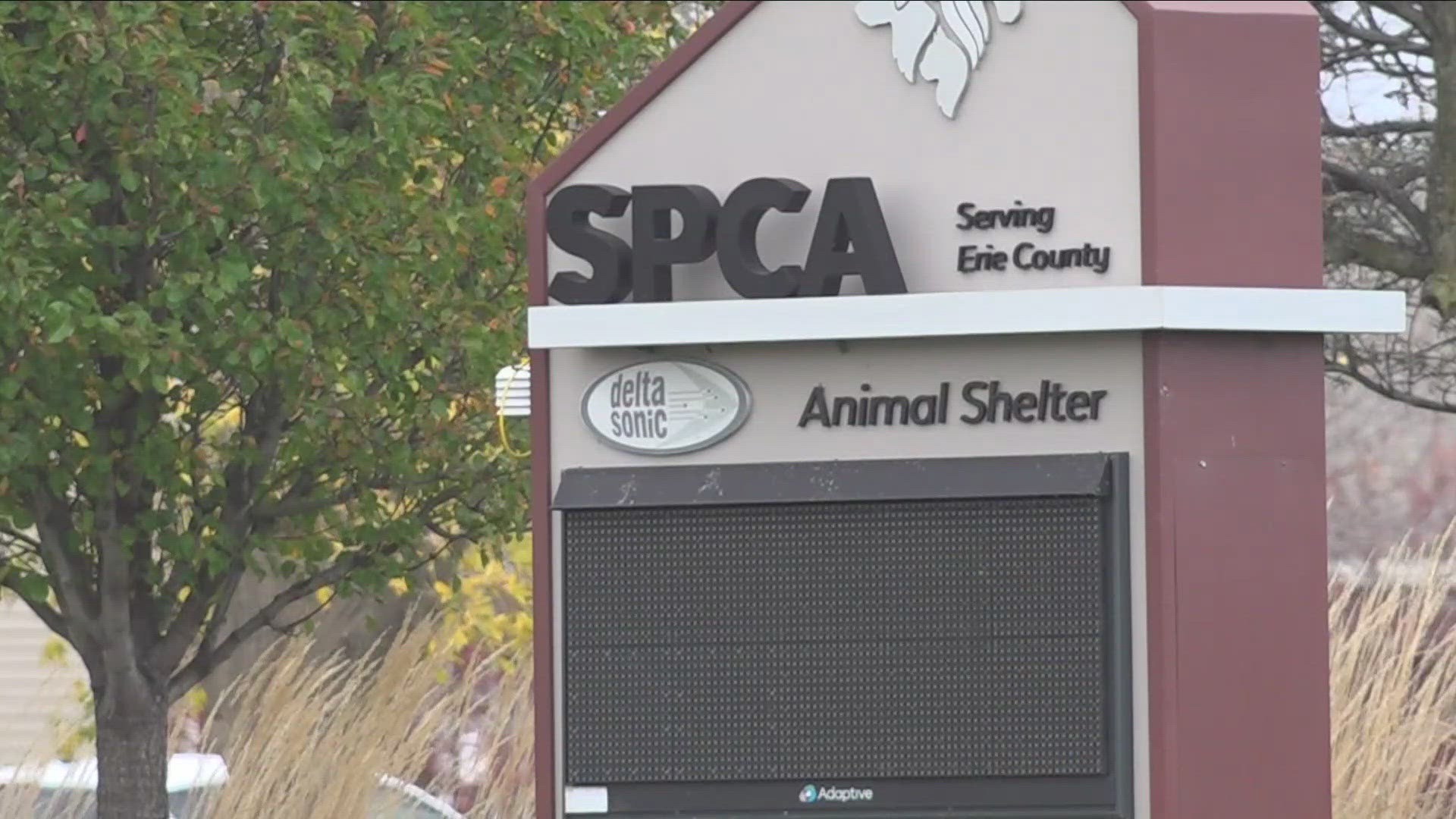 A series of recent social media posts accused the animal shelter of making rash decisions when it comes to euthanizing animals.