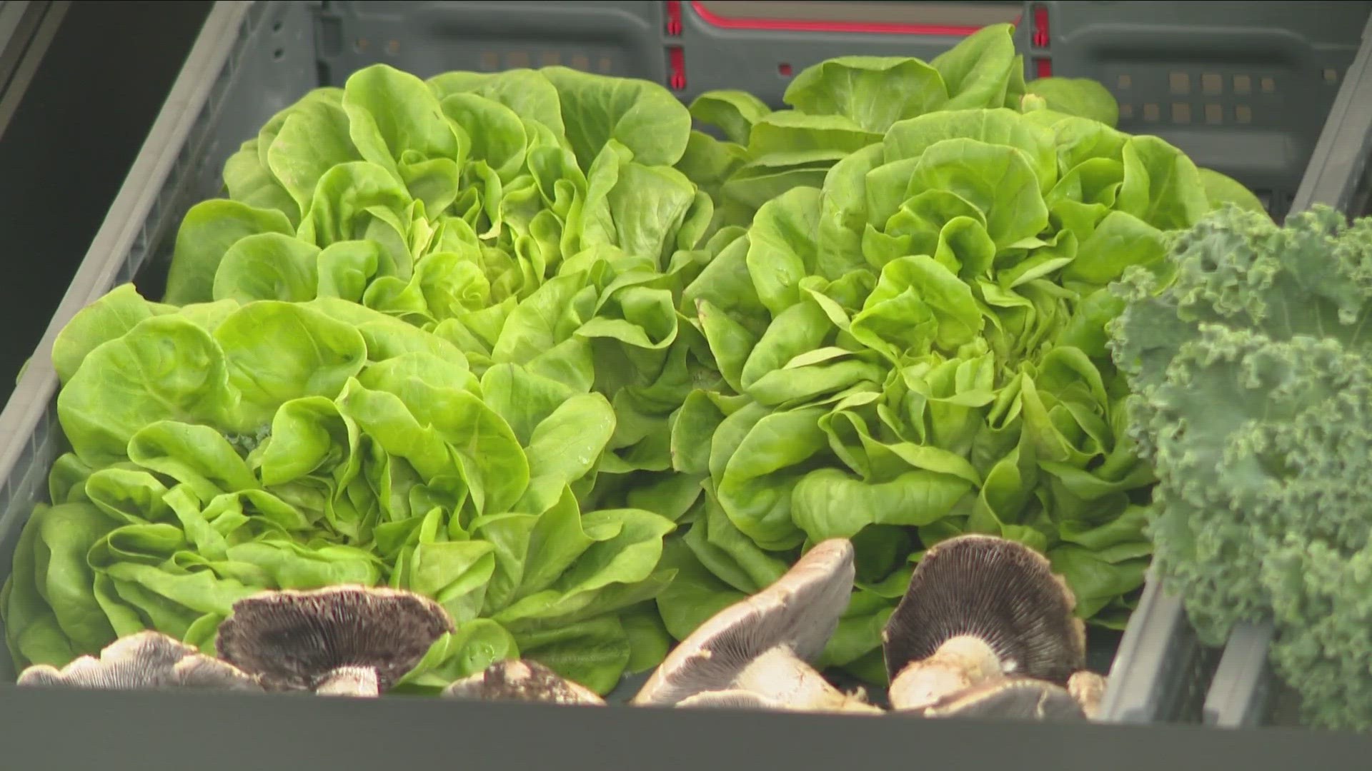 Highmark Blue Cross Blue Shield of Western New York and Buffalo Go Green have partnered to help people who are food insecure.